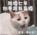 结婚七年他要跟我离婚by